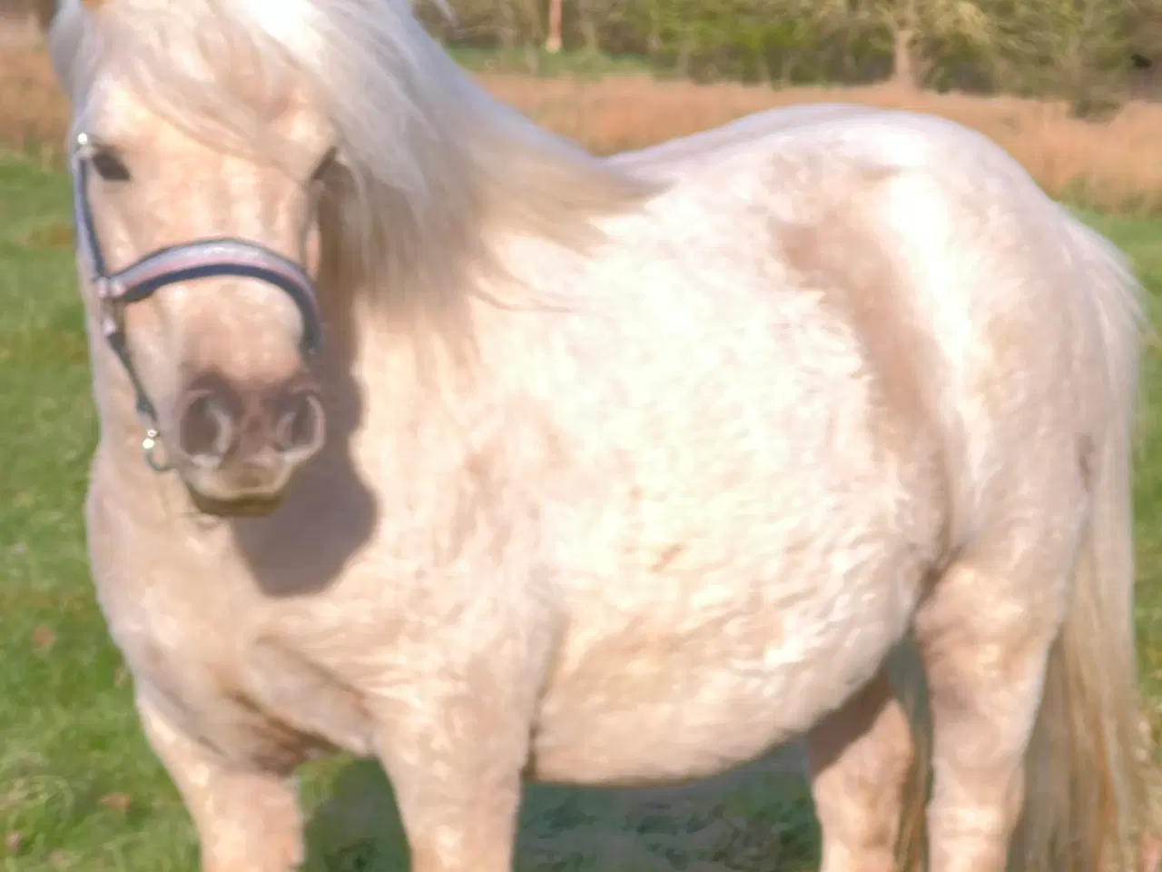 Billede 3 - Smuk Palomino Hoppe med føl 