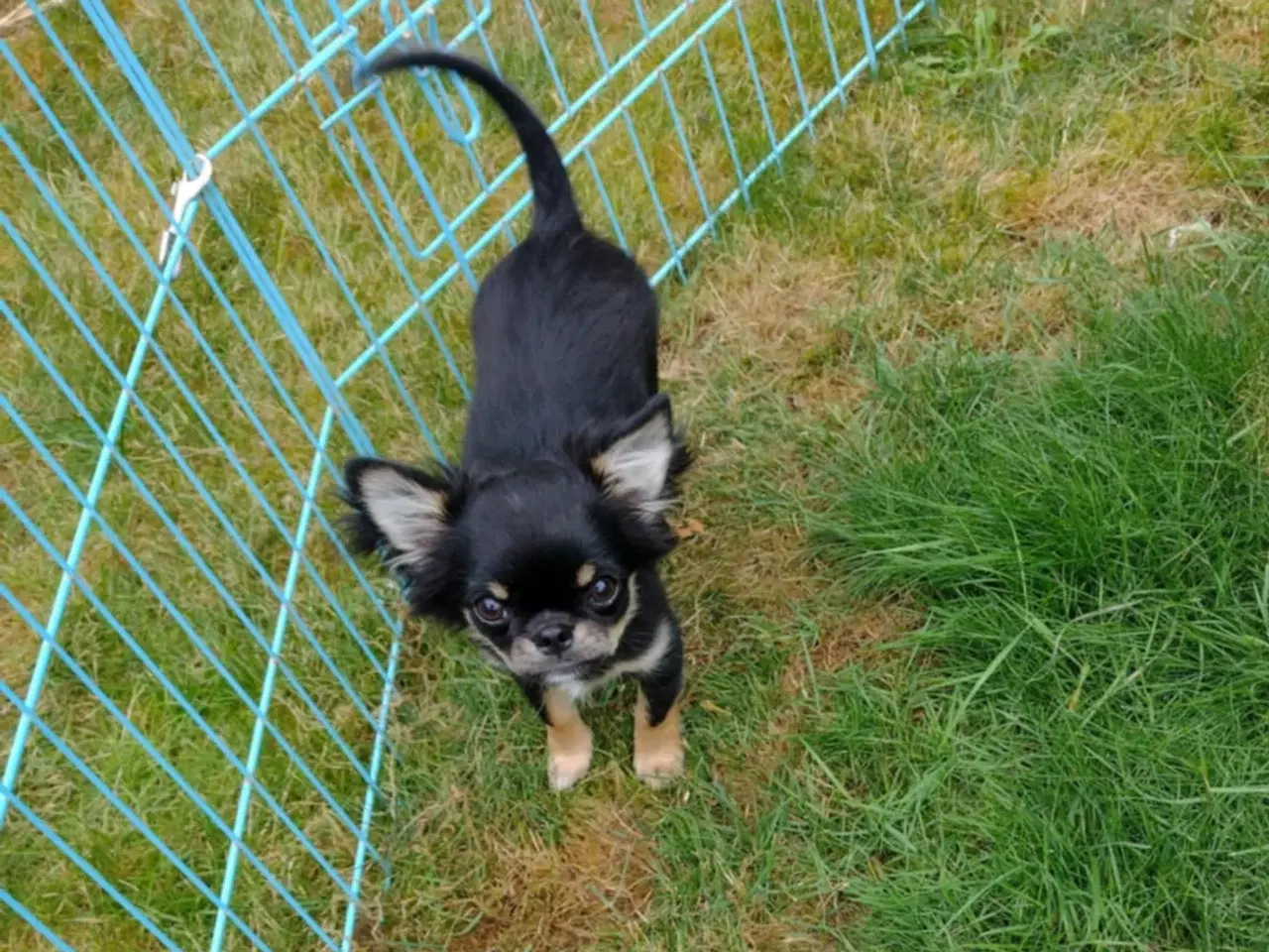 Billede 8 - Chihuahua dreng 