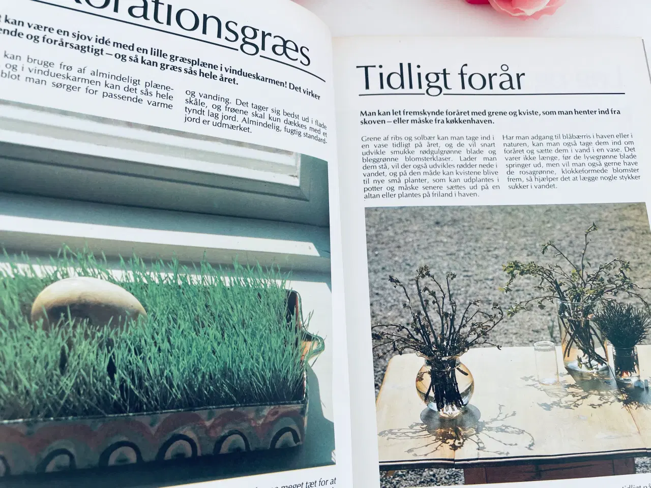 Billede 4 - Alt om stueplanter 6 