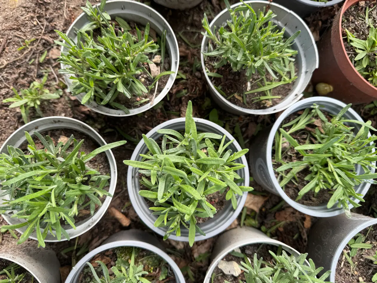 Billede 2 - Lavendler