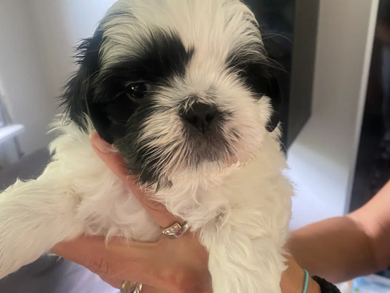 Billede 3 - Shih tzu Hvalpe.
