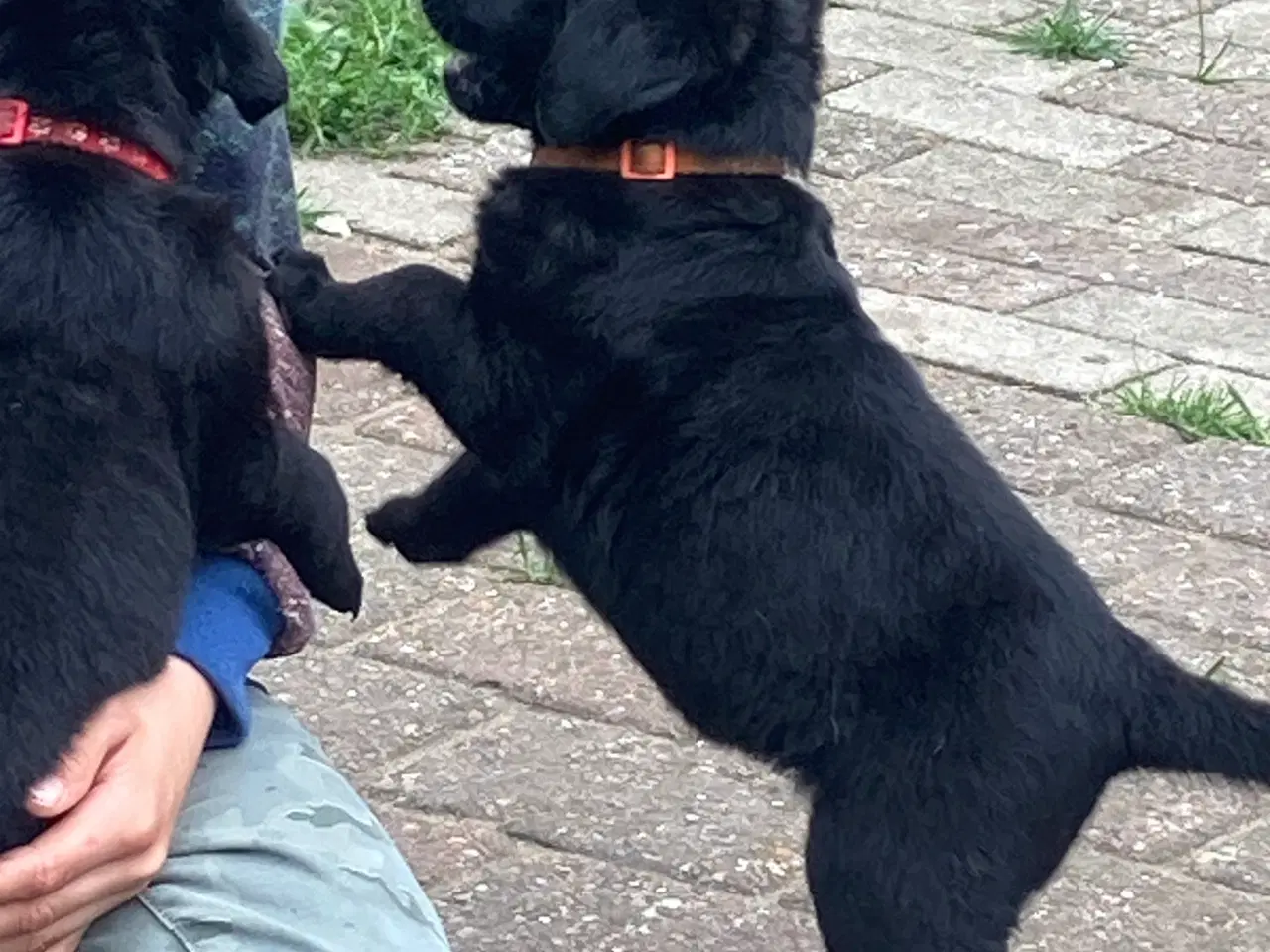 Billede 2 - Labrador hvalpe 