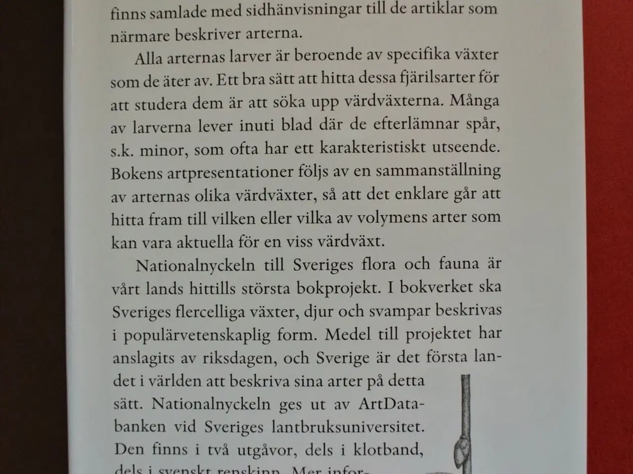 Billede 3 - fjärilar: bronsmamalar-rullvingemalar. lepidoptera
