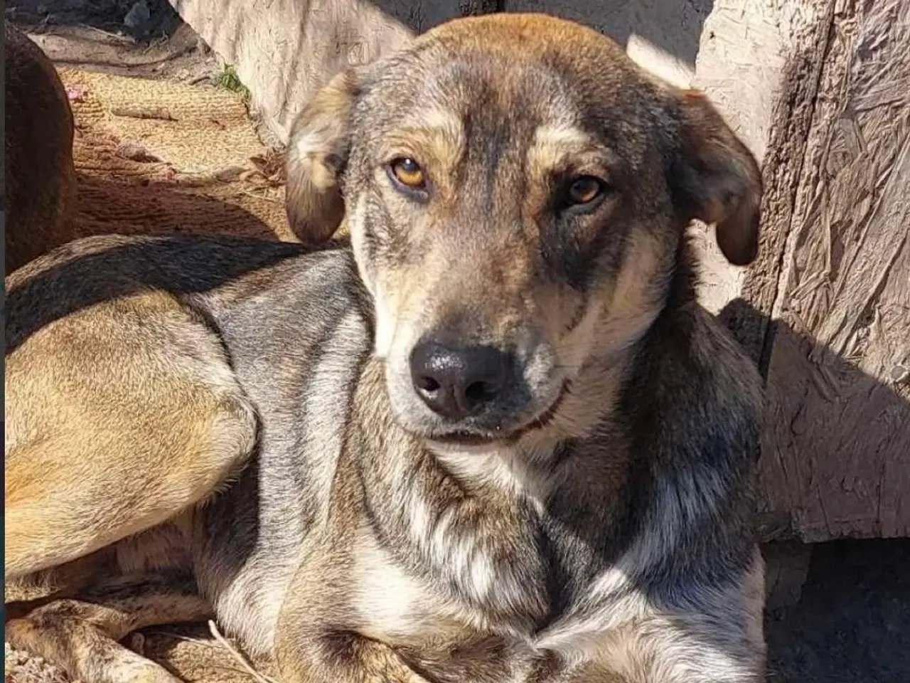 Billede 5 - Sødeste Pane søger familie