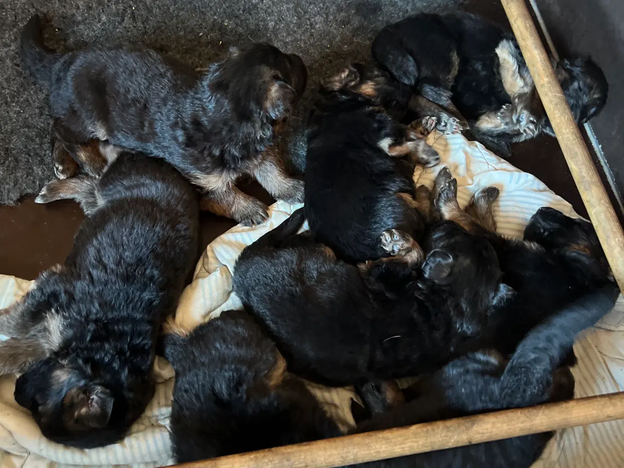 Billede 6 - 4 uger gamle ægte langhåret schæferhvalpe sælges, 