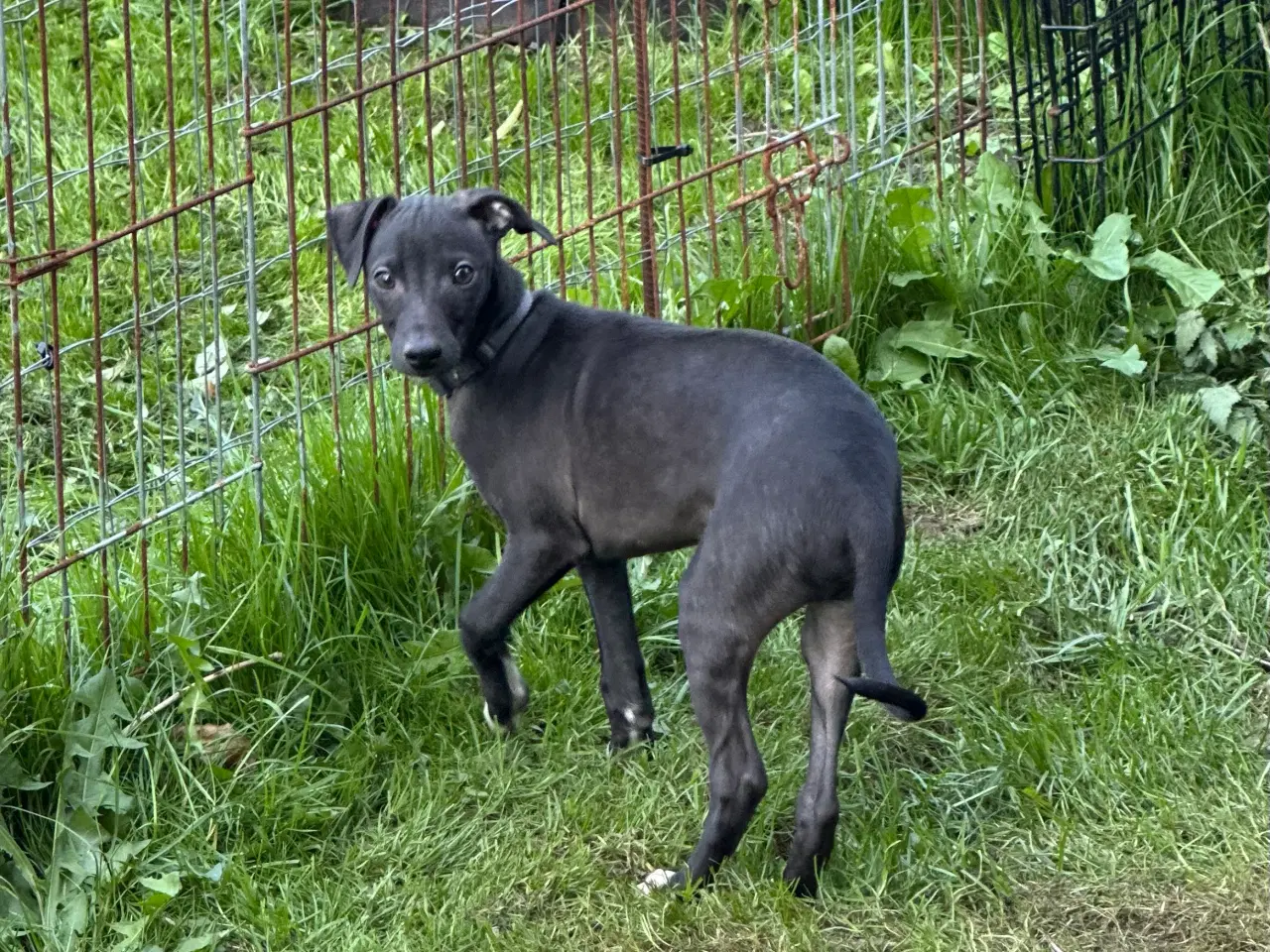 Billede 3 - Smukke hvalpe Italiensk mynde og whippet 