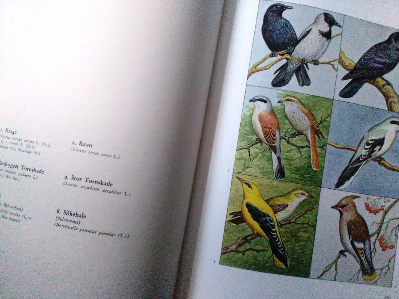Billede 6 - Fuglebogen.
