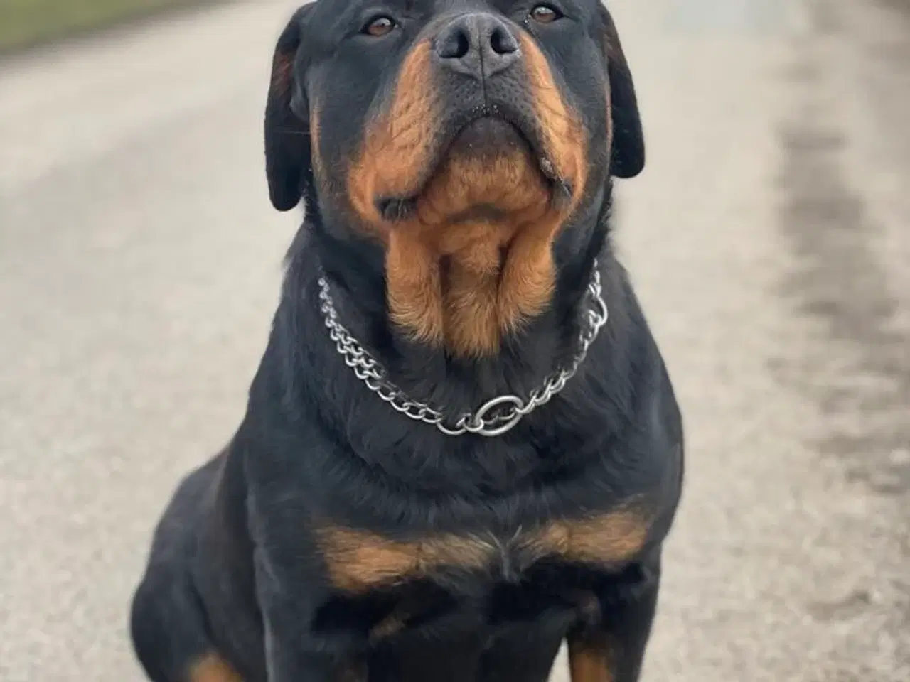 Billede 9 - Rottweiler hvalpe 