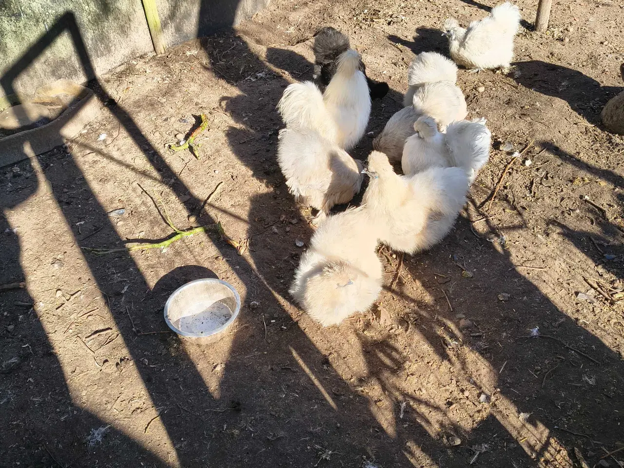 Billede 1 - Silke høns æg i stor race 