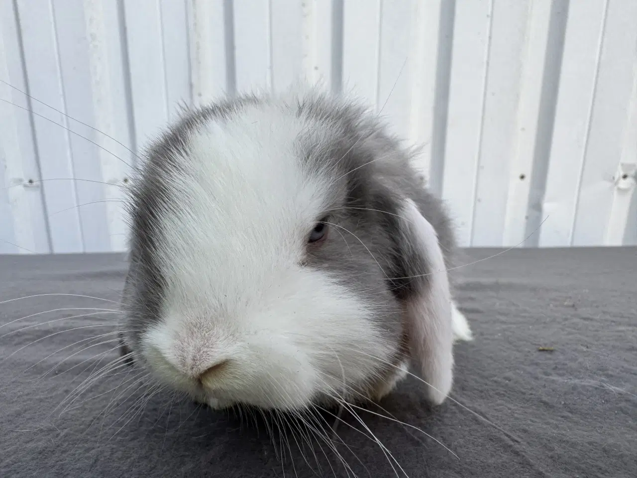 Billede 4 - Dværgvædder han kanin