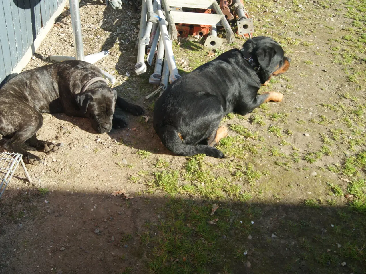 Billede 8 - Hvalpe. Søger ny hjem. Cane Corso / Rottweiler
