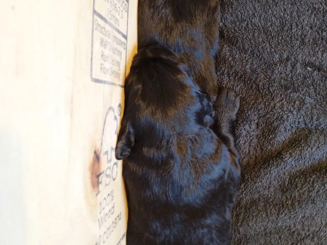 Billede 9 - Hvalpe fra den mest rolige familie hund