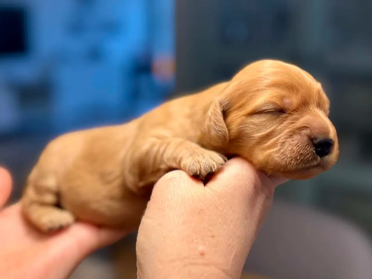 Billede 3 - Cava/cockerpoo hvalpe søger kærlige hjem