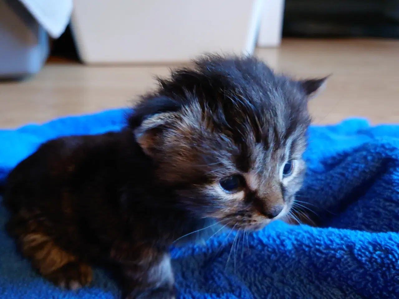 Billede 12 - Maine coon killing Far med tavle