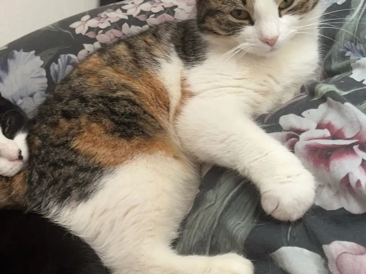 Billede 3 - Sød hun kat søger nyt hjem
