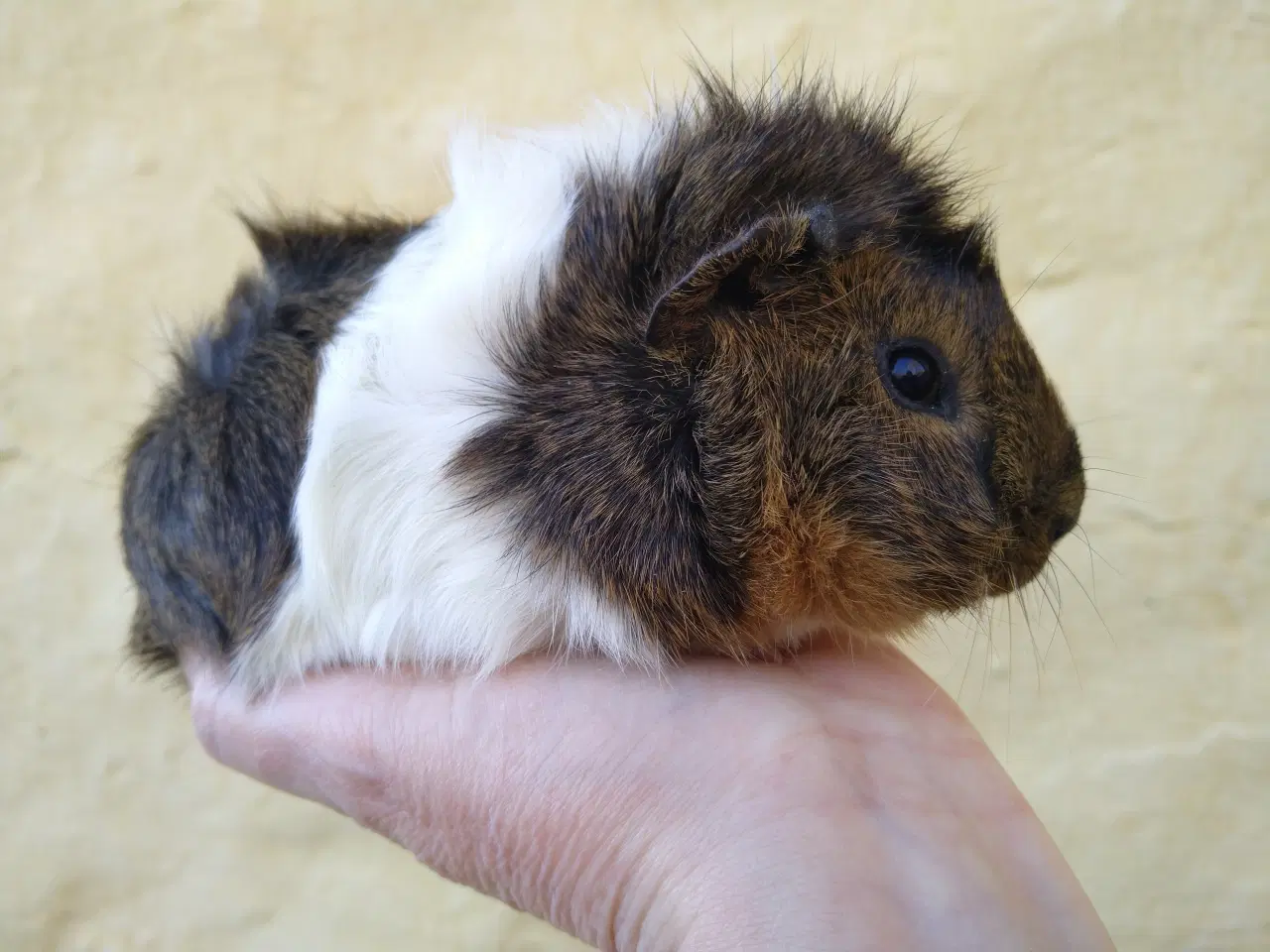 Billede 2 - 2 unger, halvbrødre 