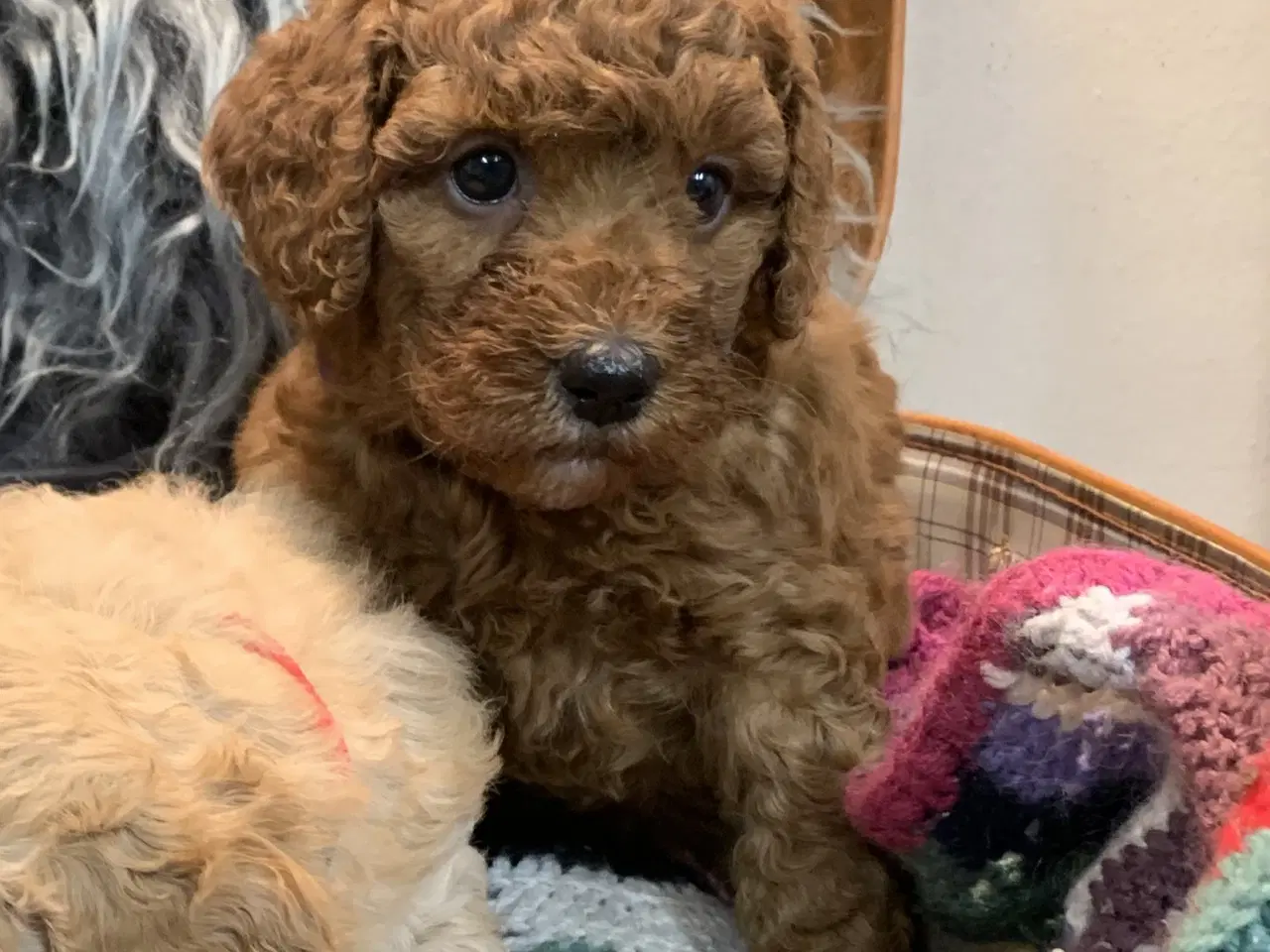 Billede 14 - De skønneste Golden Doodle F1B babyer