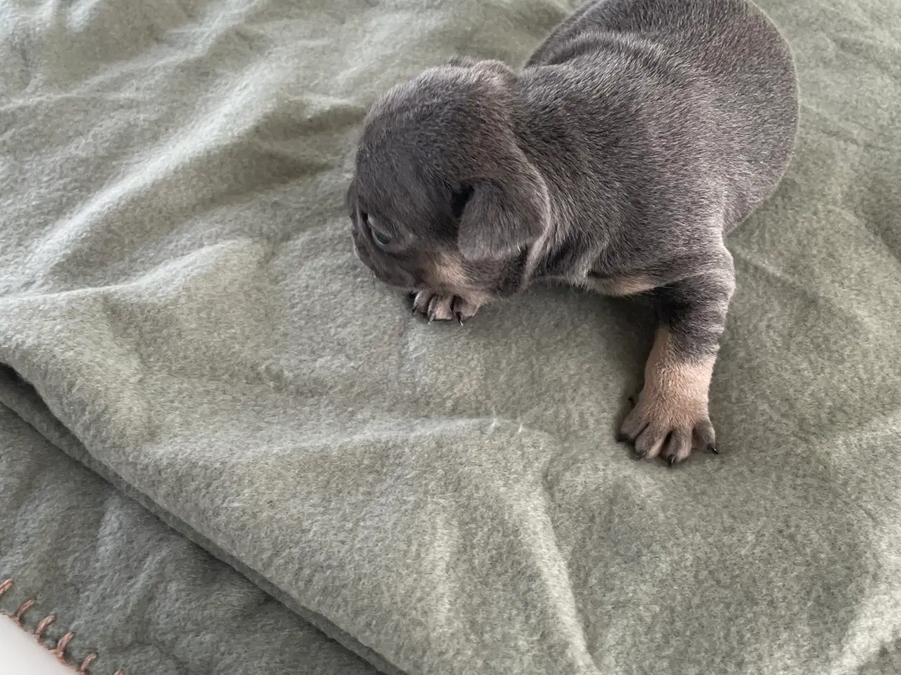 Billede 4 - Fransk bulldog hvalpe