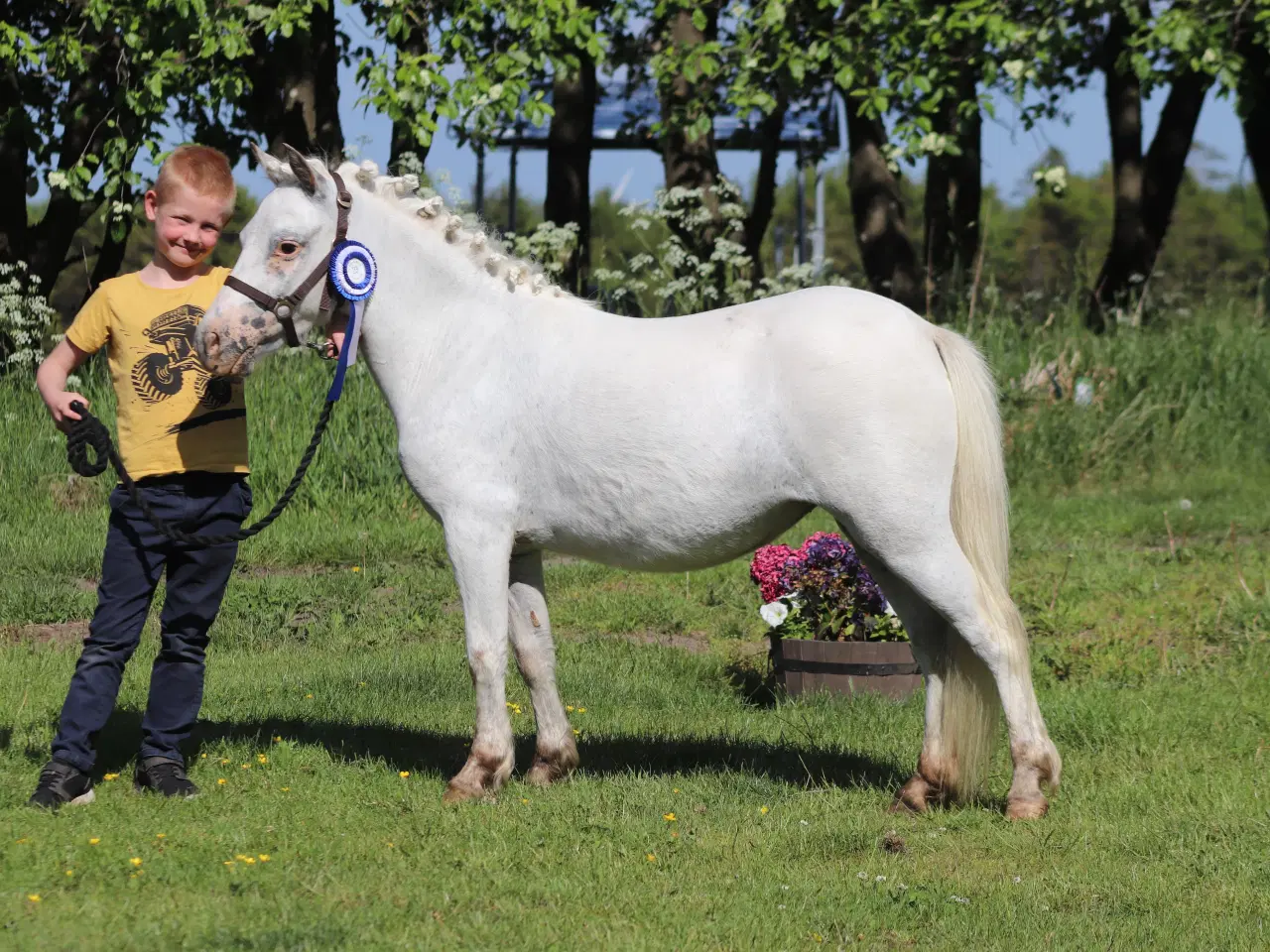 Billede 9 - Kåret Kat. 3 knabstrupper pony hoppe