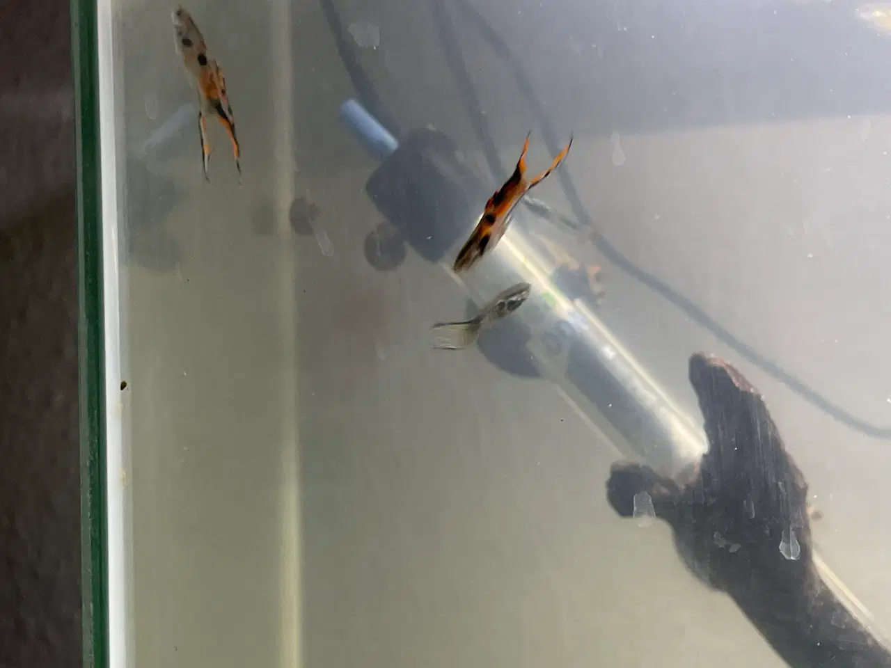 Billede 3 - Endlers Guppy - 1 par = 20kr