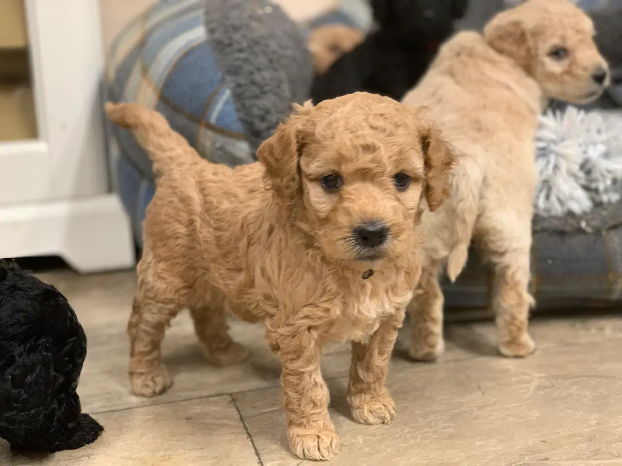 Billede 18 - Mini Golden Doodle babyer 