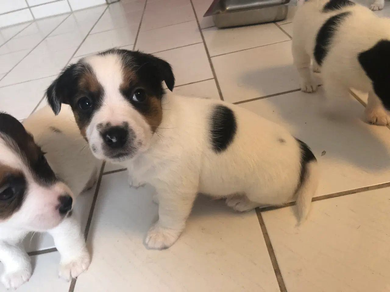Billede 9 - Jack Russell Terrier hvalpe 8 uger 1-3-26