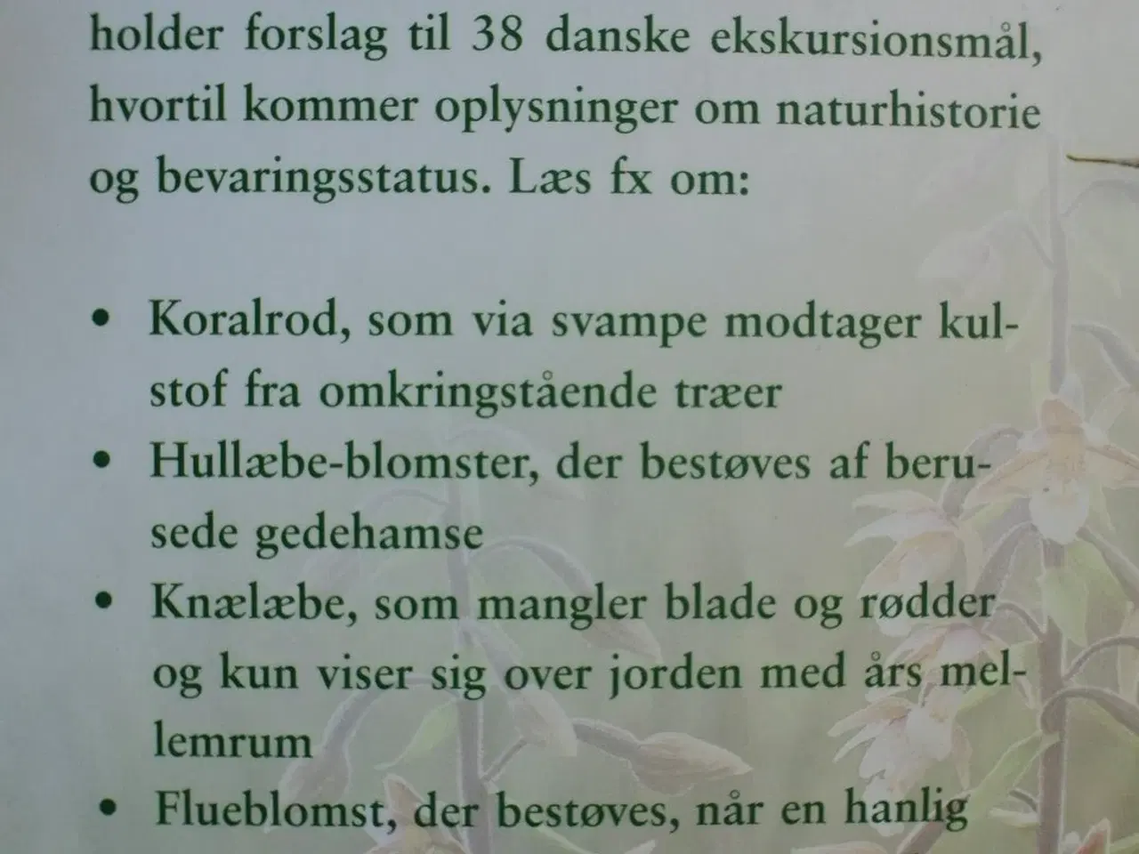 Billede 5 - danmarks vilde orkideer, af henrik ærenlund peders