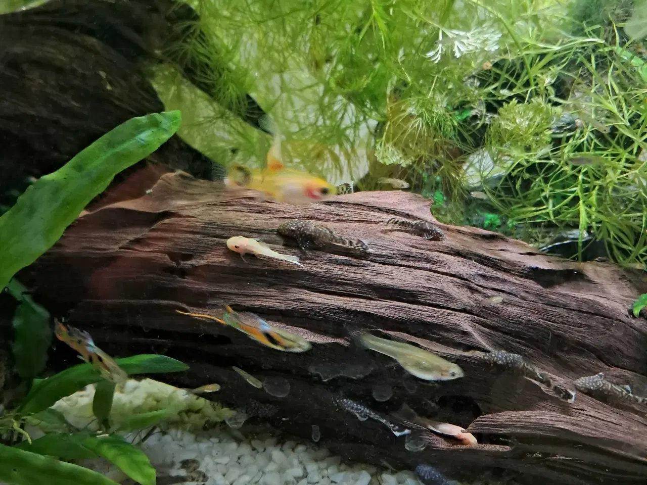 Billede 3 - Malle yngel 