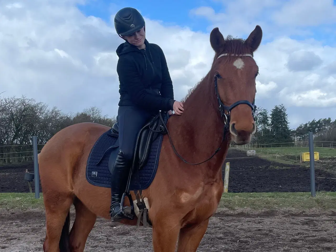 Billede 3 - Rød palomino hoppe 