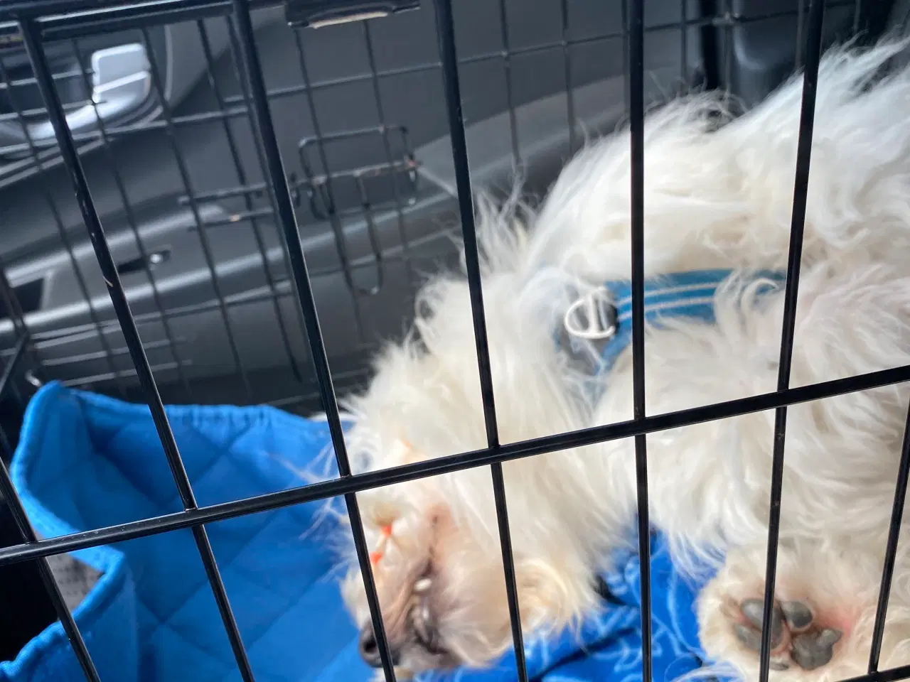 Billede 7 - Coton de Tulear med DKK stamtavle