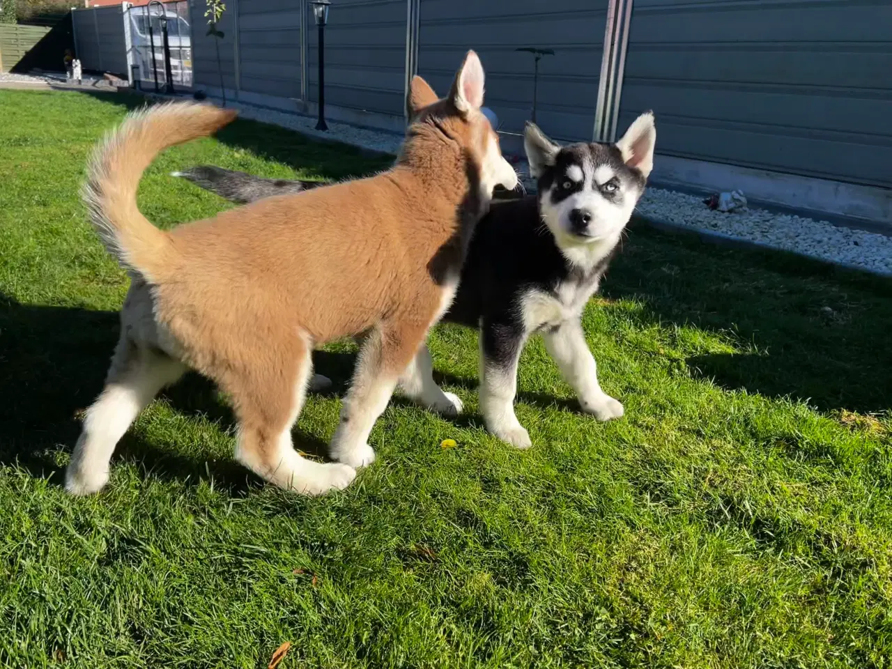 Billede 11 - Din nye husky ven venter på dig