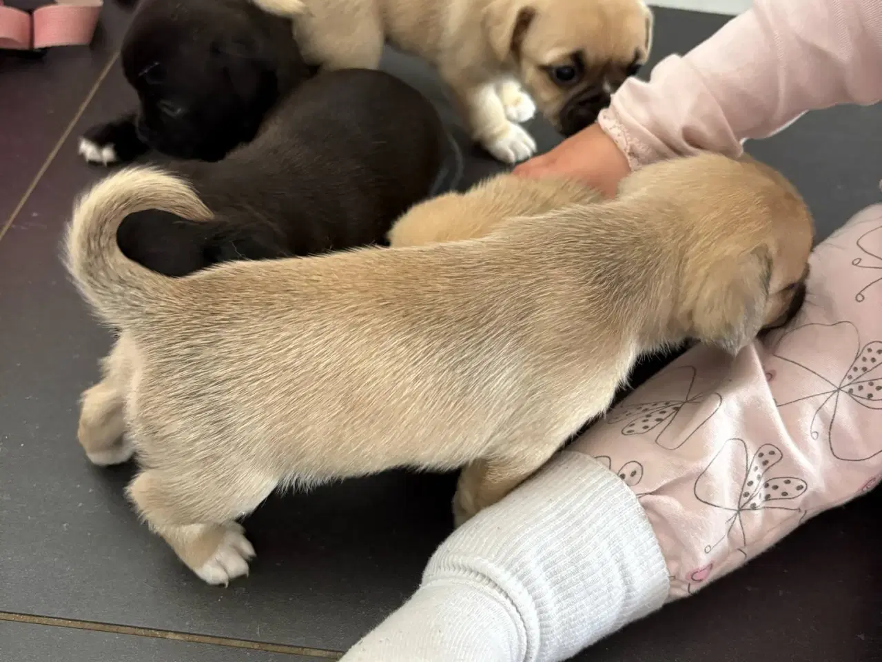 Billede 11 - Jack russel terry og mops hvalpe 
