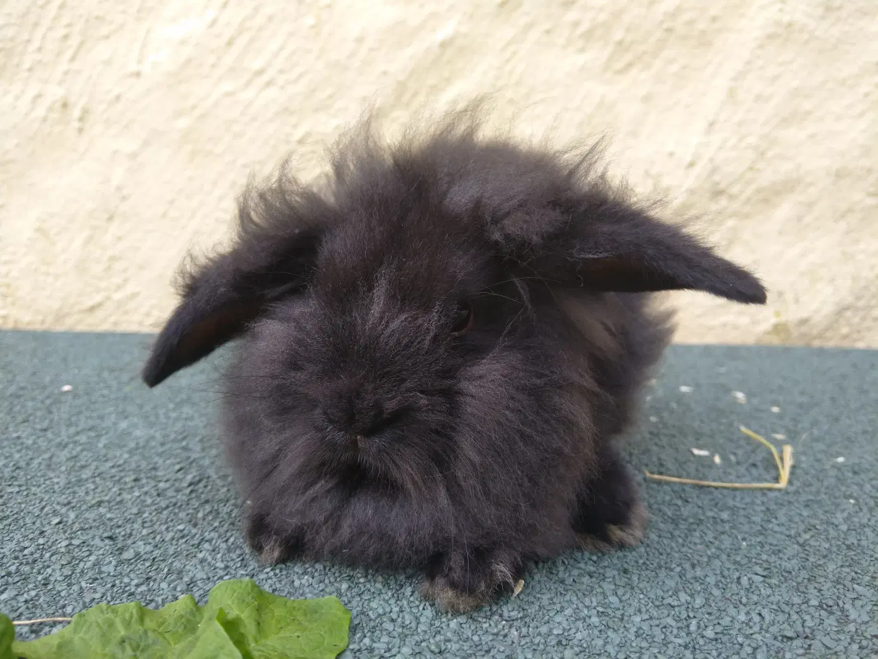 Billede 8 - Mini Lop unger