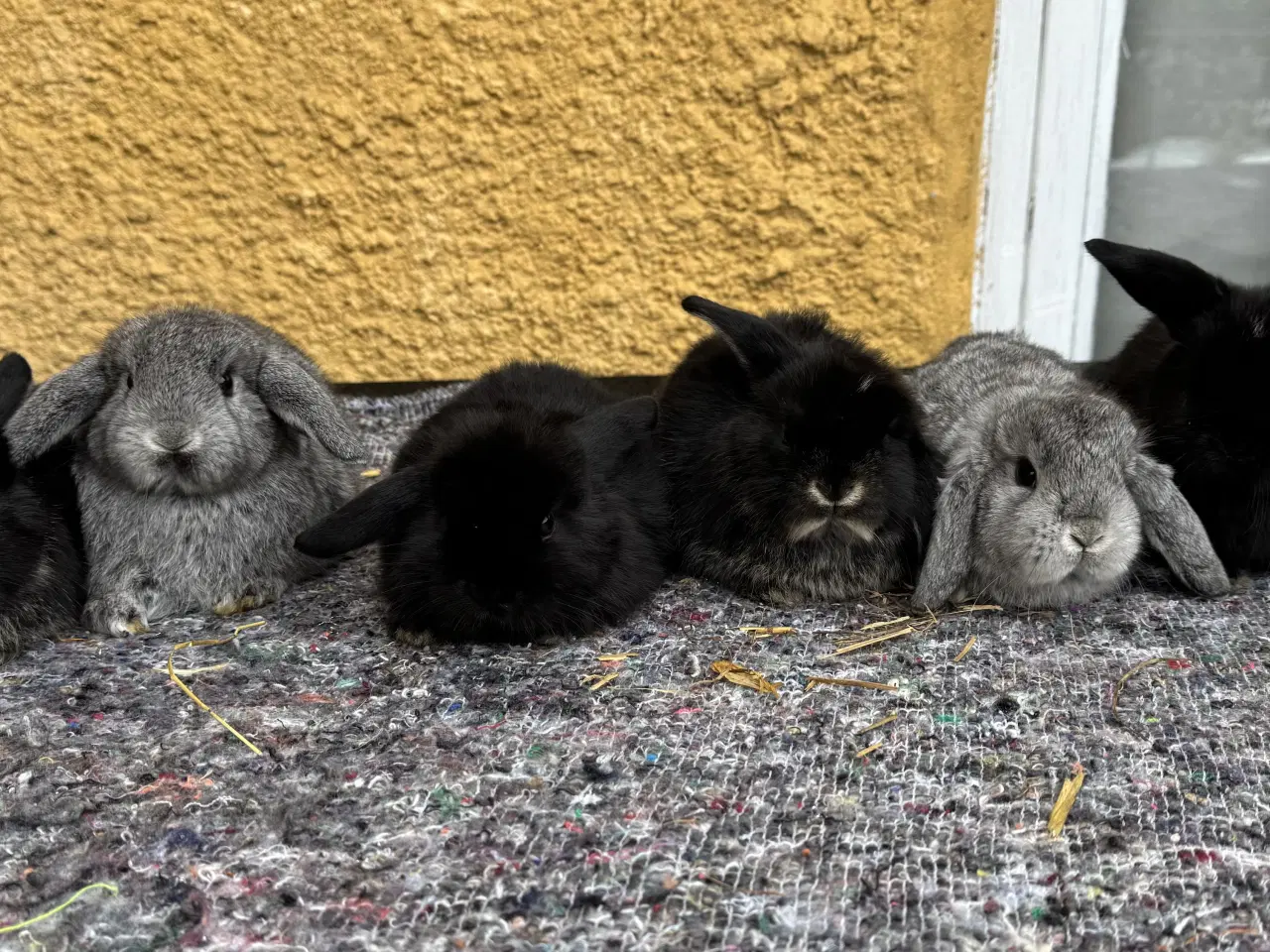 Billede 1 - Dværgvædder unger sælges