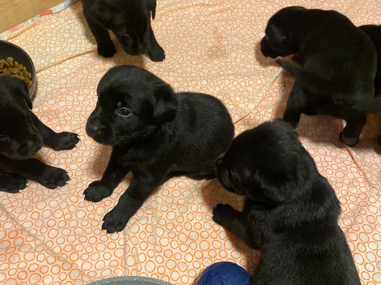 Billede 8 - De dejligste labrador/Golden Retriever hvalpe