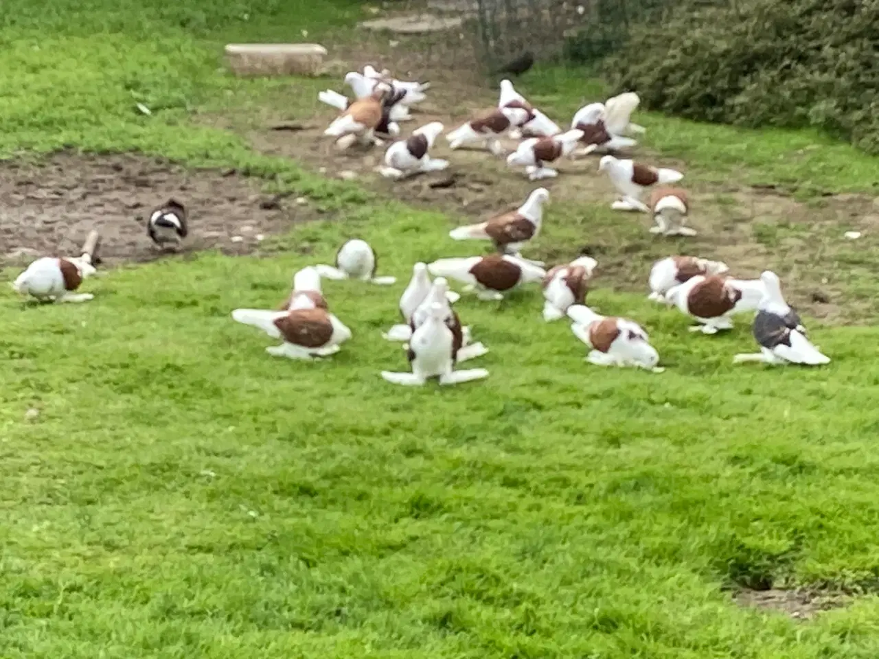 Billede 1 - Sachsiske Skjoldduer