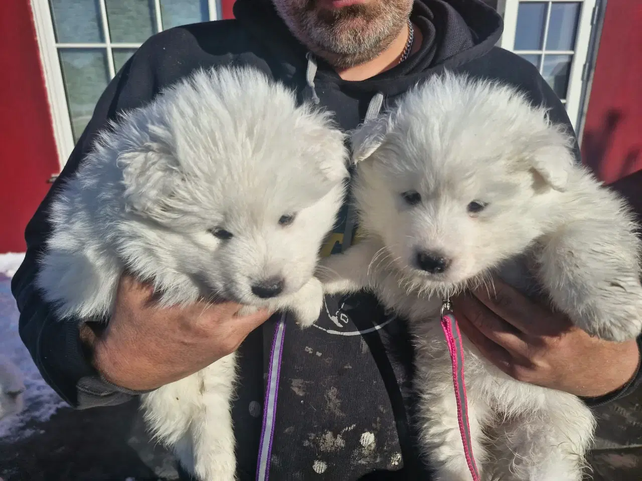 Billede 5 - Hvalpe søger nye hjem