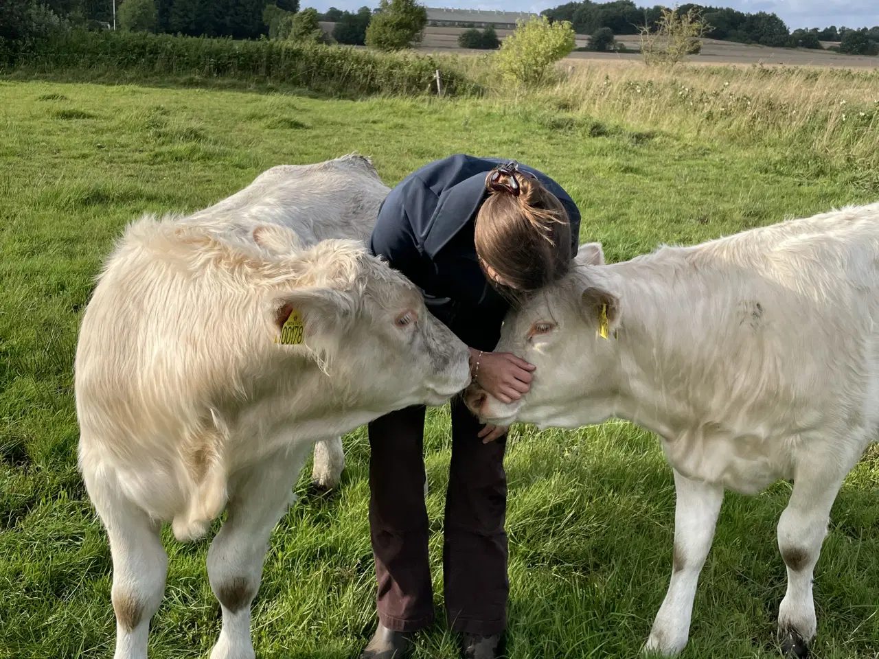 Billede 2 - Charolais tyrekalv 