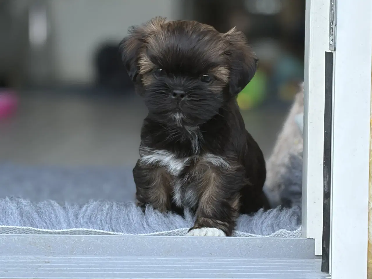 Billede 2 - Lhasa Apso tæver med DKK stamtavle 
