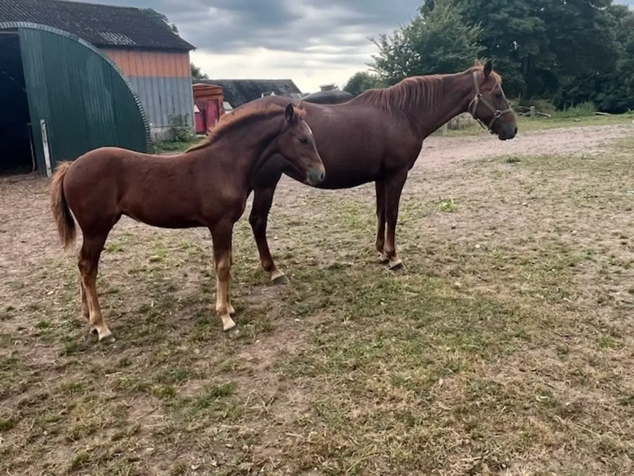 Billede 2 - oldenborg bl.