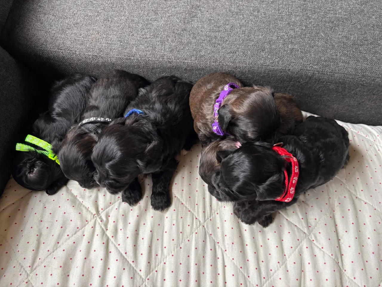 Billede 2 - Allergivenlige hvalpe - shih poo