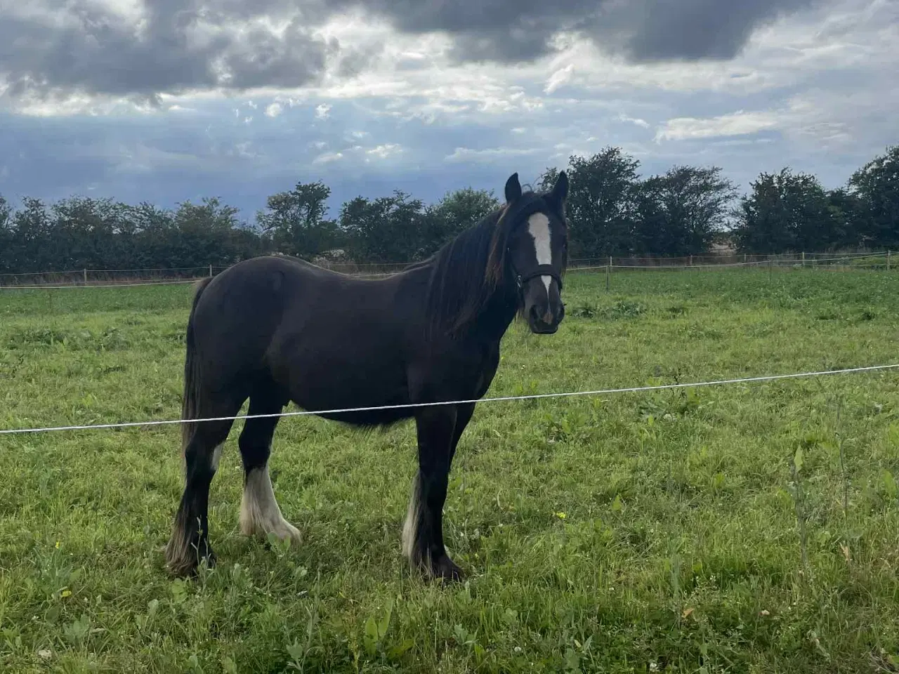 Billede 8 - Hest plag Irish Cop