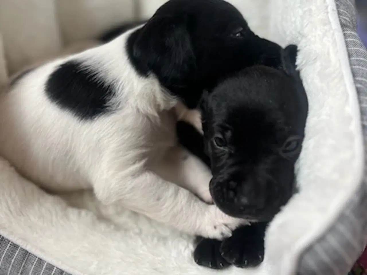 Billede 2 - Hundehvalpe