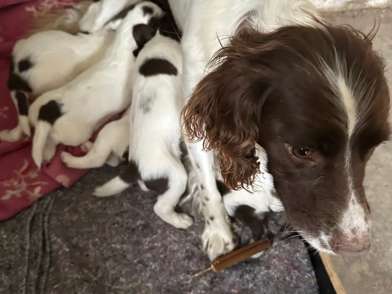 Billede 3 - FT. Springer spaniel  