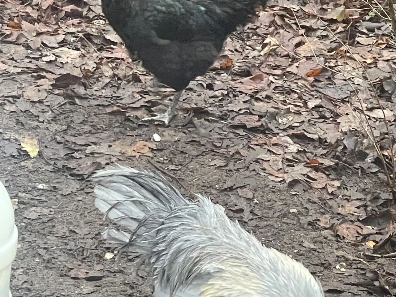 Billede 4 - Engelsk araucana hane