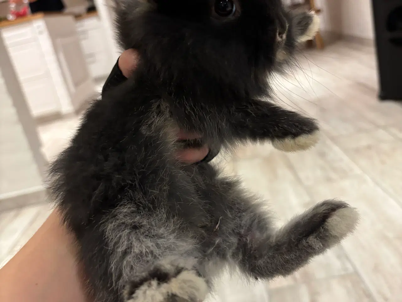 Billede 1 - Søde tamme kaninunger