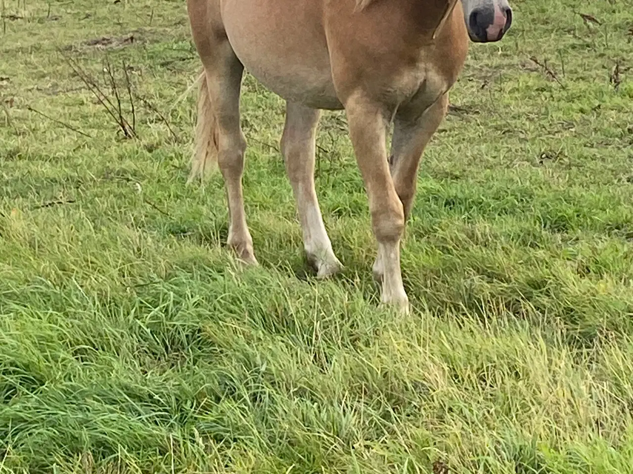 Billede 3 - Haflinger 