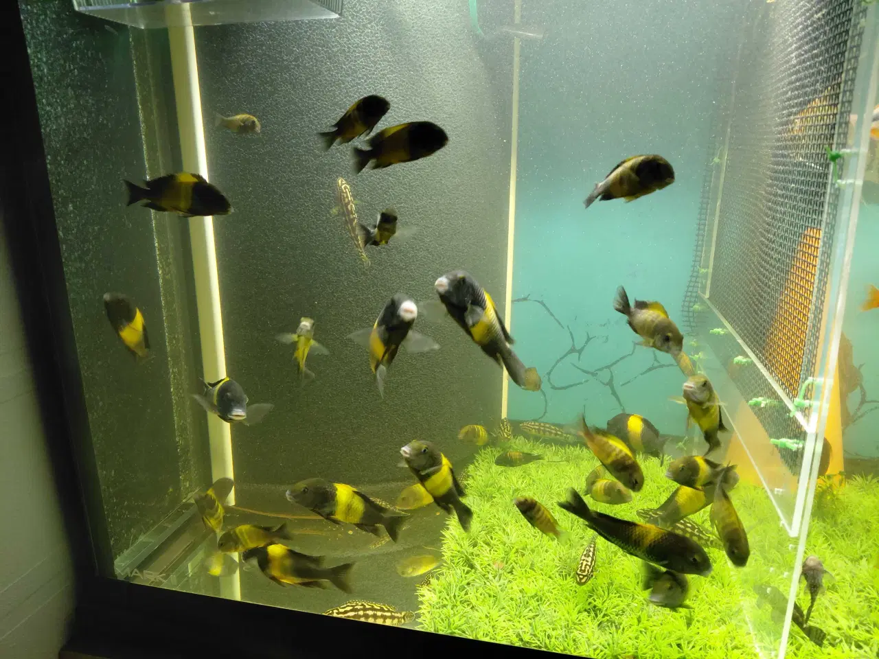 Billede 5 - Cichlider