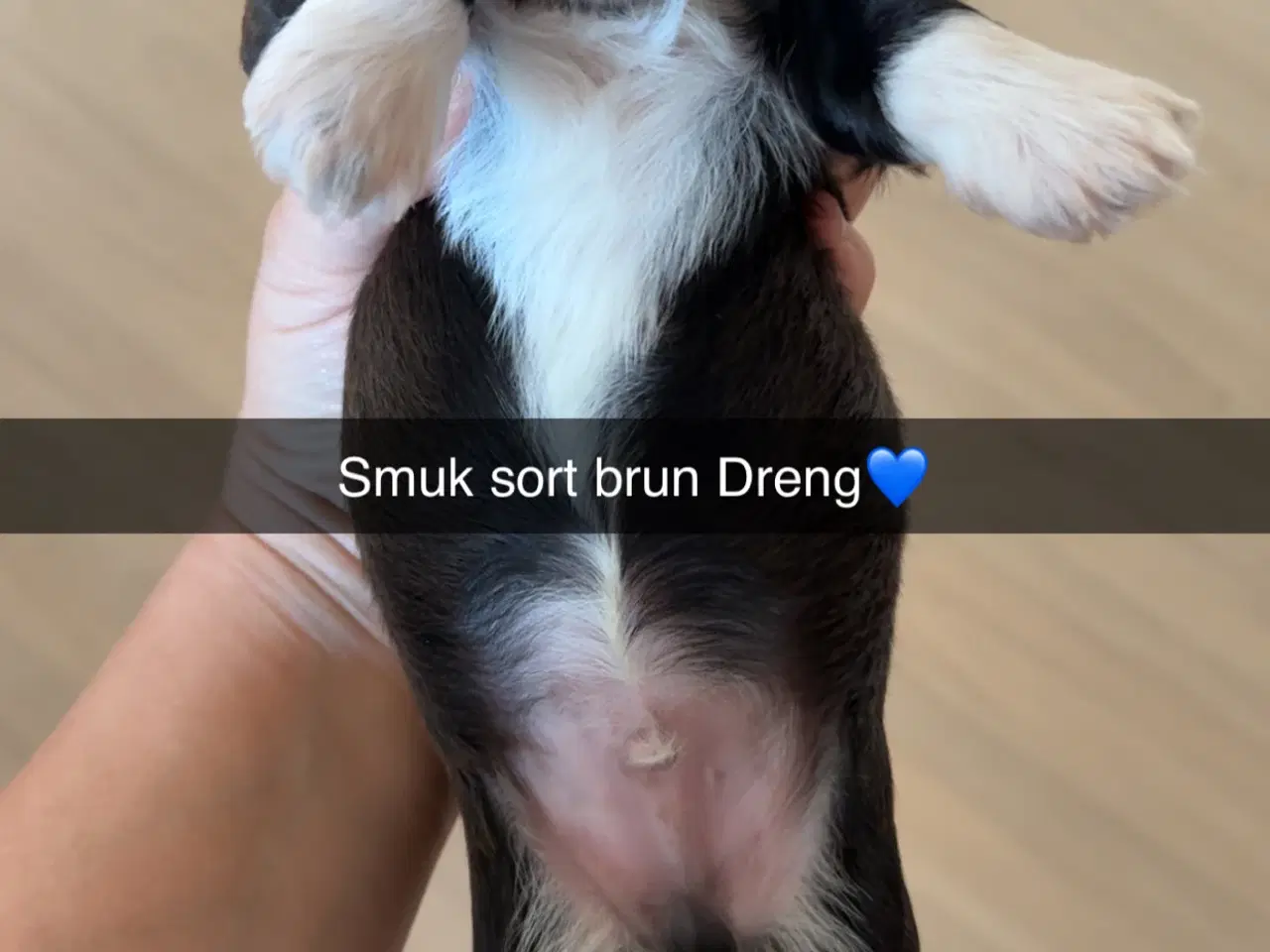 Billede 2 - Fantastisk dejlige familiehund vi er klar til besø