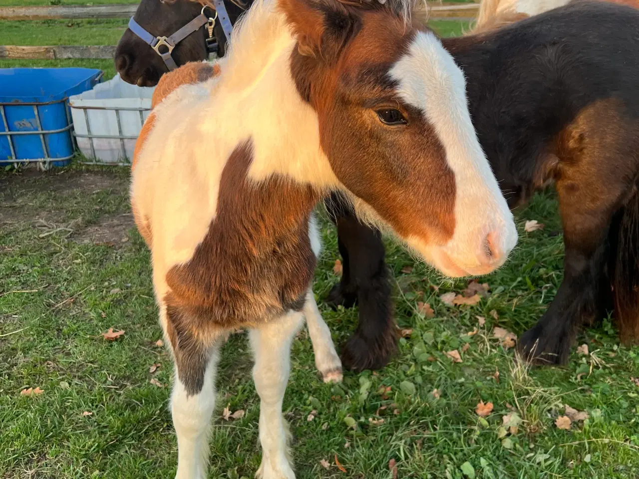 Billede 1 - Mini irish cob 